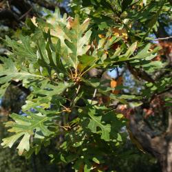 Quercus alba (White Oak), leaf, summer