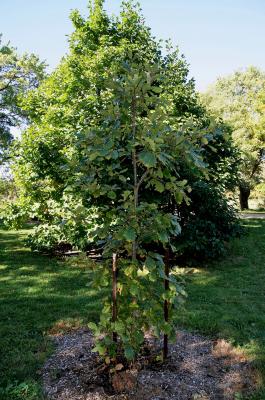 Quercus aliena (Oriental White Oak), habit, fall