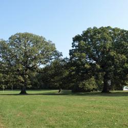 Quercus ellipsoidalis (Hill's oak), habit, spring