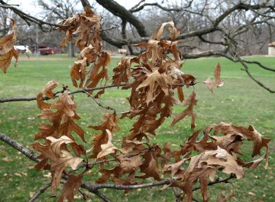 Quercus alba (White Oak), leaf, winter