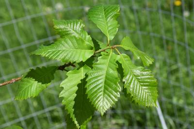 Quercus aliena (Oriental White Oak), leaf, upper surface