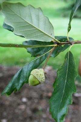 Quercus bicolor (Swamp White Oak), fruit, immature