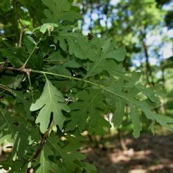 Quercus alba (White Oak), leaf, summer