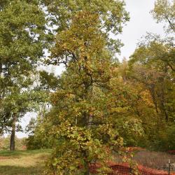 Quercus dentata 'Carl Ferris Miller' (Carl Ferris Miller Daimyo Oak), leaf, spring