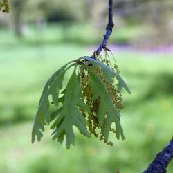 Quercus aliena var. acutiserrata (Oriental White Oak), habit, fall