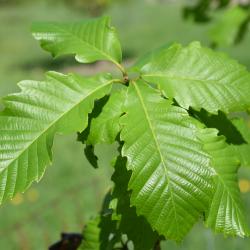 Quercus dentata 'Carl Ferris Miller' (Carl Ferris Miller Daimyo Oak), habit, spring