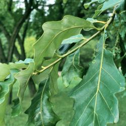 Quercus bicolor (Swamp White Oak), flower, staminate