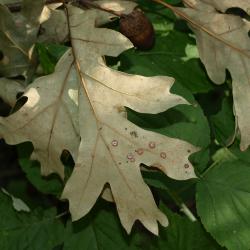 Quercus alba (White Oak), leaf, spring