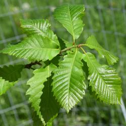 Quercus dentata 'Carl Ferris Miller' (Carl Ferris Miller Daimyo Oak), habit, spring