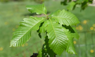 Quercus aliena (Oriental White Oak), leaf, spring