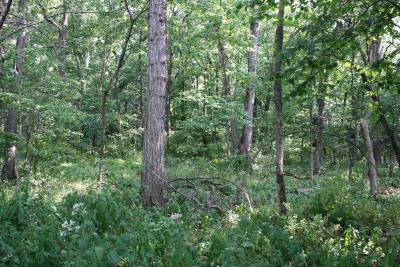 Quercus bicolor (Swamp White Oak), habitat