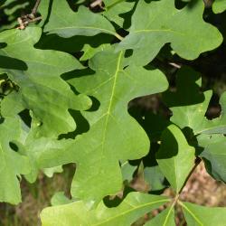 Quercus aliena (Oriental White Oak), leaf, fall