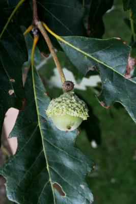 Quercus bicolor (Swamp White Oak), fruit, immature