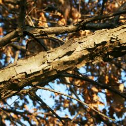 Quercus bicolor (Swamp White Oak), bark, twig