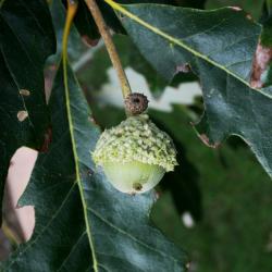 Quercus bicolor (Swamp White Oak), habit, spring