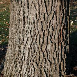 Quercus bicolor (Swamp White Oak), bud, terminal