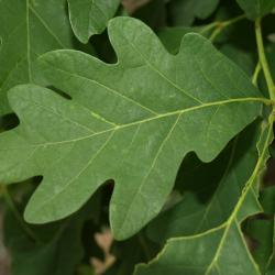 Quercus alba (White Oak), leaf, winter