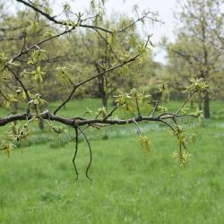 Quercus bicolor (Swamp White Oak), inflorescence