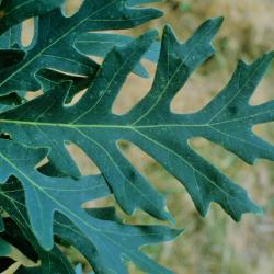 Quercus alba (White Oak), leaf, young