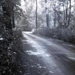 Forest Road through wooded area looking east