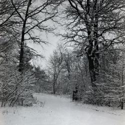 Forest Road in winter, possibly leading to woodlot