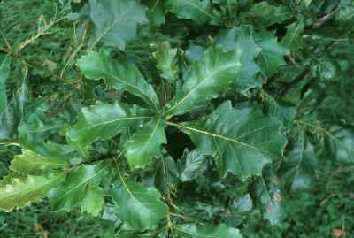 Quercus bicolor (Swamp White Oak), leaf, summer
