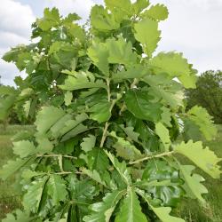 Quercus dentata 'Pinnatifida' (Cut-leaved Daimyo Oak), flower, staminate