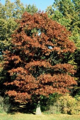 Quercus coccinea (Scarlet Oak), habit, fall