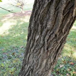 Quercus dentata (Daimyo Oak), leaf, lower surface