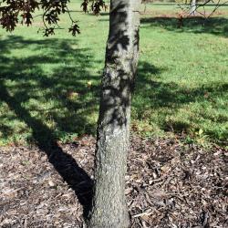 Quercus ellipsoidalis (Hill's Oak), bud, terminal