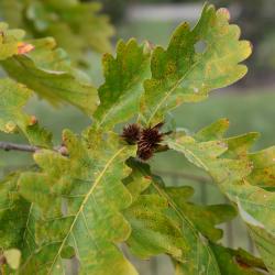 Quercus dentata (Daimyo Oak), gall, leaf