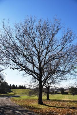 Quercus buckleyi (Buckley's Oak), habit, fall