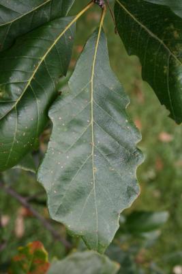 Quercus bicolor (Swamp White Oak), leaf, upper surface
