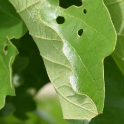 Quercus dentata 'Pinnatifida' (Cut-leaved Daimyo Oak), habit, fall