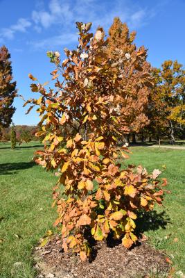 Quercus dentata (Daimyo Oak), habit, fall