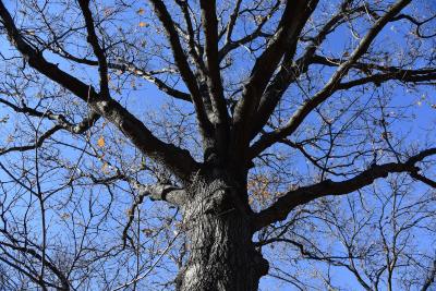 Quercus buckleyi (Buckley's Oak), bark, mature