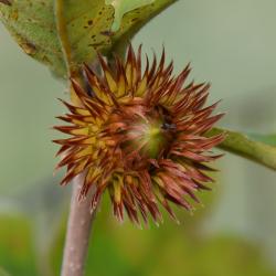 Quercus dentata (Daimyo Oak), inflorescence