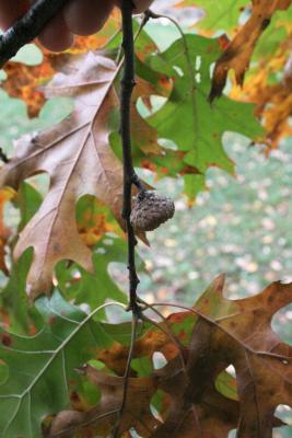 Quercus ellipsoidalis (Hill's Oak), acorn cap