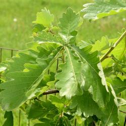 Quercus hartwissiana (Hartwiss' Oak), bud, terminal