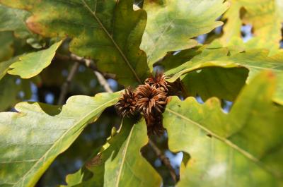 Quercus dentata (Daimyo Oak), fruit, immature