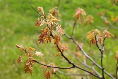 Quercus buckleyi (Buckley's Oak), leaf, new