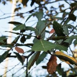 Quercus crassifolia (Thick-leaved Oak), leaf, winter