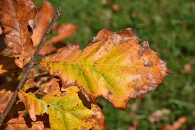Quercus dentata (Daimyo Oak), leaf, fall