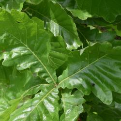 Quercus dentata 'Pinnatifida' (Cut-leaved Daimyo Oak), habit, spring