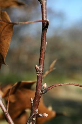 Quercus ellipsoidalis (Hill's Oak), bud, lateral