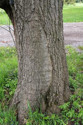Quercus buckleyi (Buckley's Oak), bark, trunk