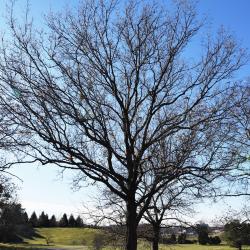 Quercus coccinea (Scarlet Oak), habit, fall