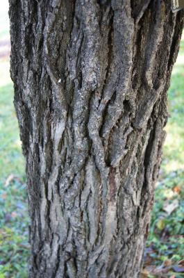 Quercus dentata (Daimyo Oak), bark, mature