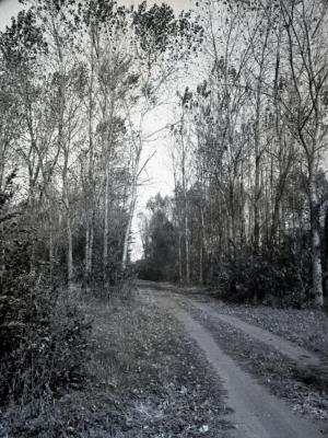 Arboretum road through poplar tree test area, south of Spruce Hill