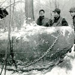 Three men (Roy Burnside at right) moving huge root balled tree